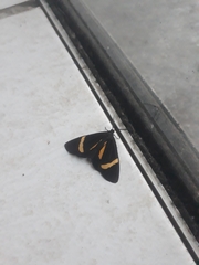 Lepidoptera