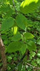 Betula alleghaniensis