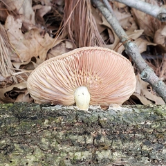 Rhodotus palmatus
