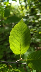 Betula alleghaniensis