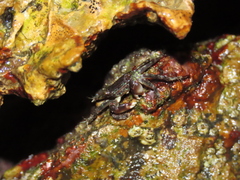 Pachygrapsus marmoratus