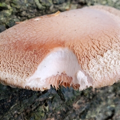 Rhodotus palmatus