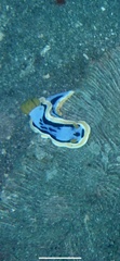 Chromodoris