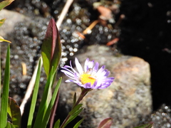 Toxomerus occidentalis