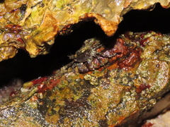 Pachygrapsus marmoratus