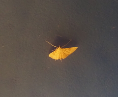Cnaphalocrocis pauperalis