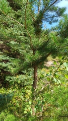 Pinus banksiana
