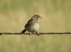 Ammodramus savannarum