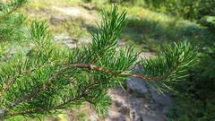 Pinus banksiana