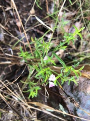 Rostellularia adscendens