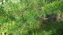 Pinus banksiana