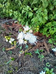 Ageratina glechonophylla