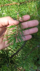 Pinus banksiana