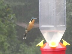 Lampornis castaneoventris