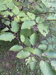 Hamamelis