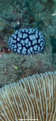 Phyllidiella
