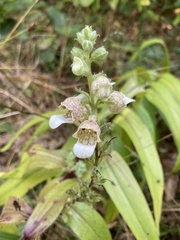 Digitalis lanata