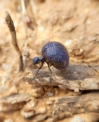 Cysteodemus wislizeni