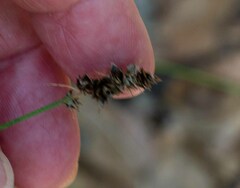 Carex muehlenbergii