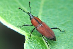 Rhodobaenus sanguineus