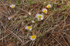 Erigeron divergens
