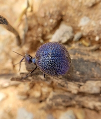 Cysteodemus wislizeni