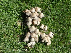 Coprinopsis variegata