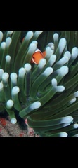 Amphiprion ocellaris