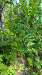 Salix bebbiana