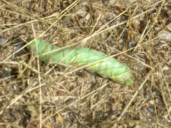 Marumba quercus