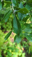 Salix bebbiana