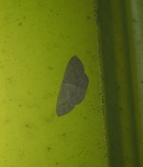 Cosymbiini