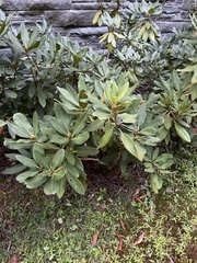 Rhododendron maximum