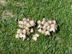 Coprinopsis variegata