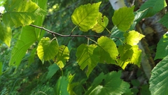 Betula cordifolia