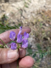 Lathyrus nevadensis