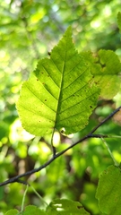 Betula cordifolia