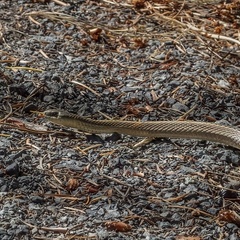 Thamnophis ordinoides
