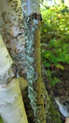 Betula cordifolia