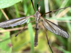 Tipula