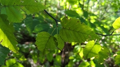 Betula cordifolia