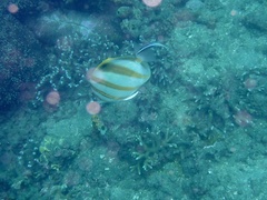 Parachaetodon ocellatus