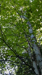 Betula cordifolia