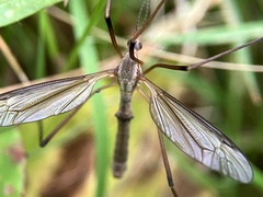 Tipula