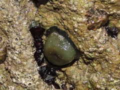 Actinia equina