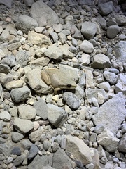 Pseudacris hypochondriaca