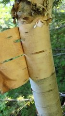 Betula cordifolia