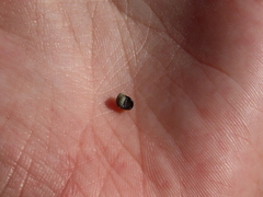 Melarhaphe neritoides
