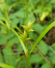 Carex intumescens