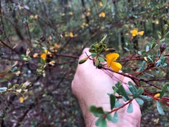 Pultenaea euchila